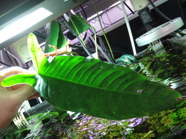 150723 熱帯魚・金魚・淡水魚・水草・観葉植物_f0189122_13422052.jpg