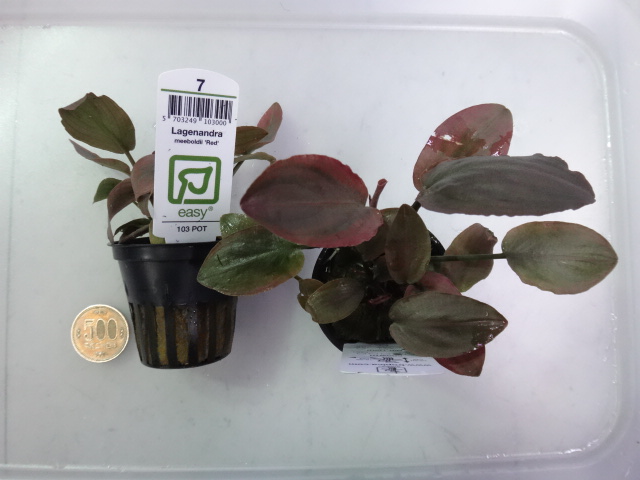 150723 熱帯魚・金魚・淡水魚・水草・観葉植物_f0189122_13451063.jpg