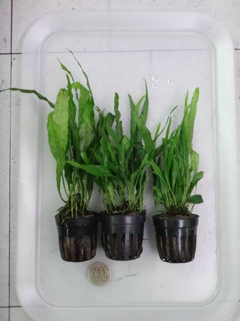 150723 熱帯魚・金魚・淡水魚・水草・観葉植物_f0189122_13465768.jpg