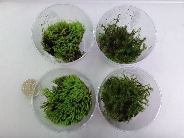 150723 熱帯魚・金魚・淡水魚・水草・観葉植物_f0189122_13501862.jpg