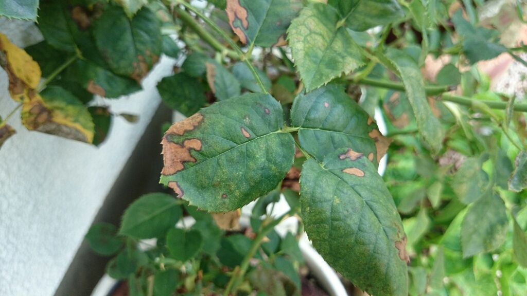 e0263224_20110751.jpg