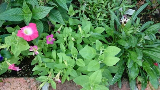 e0263224_20113937.jpg