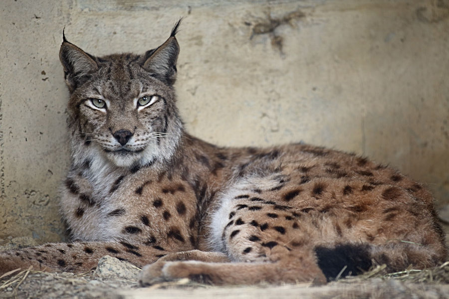 ネコ獣舎、それぞれの雨宿り_f0224624_19254886.jpg