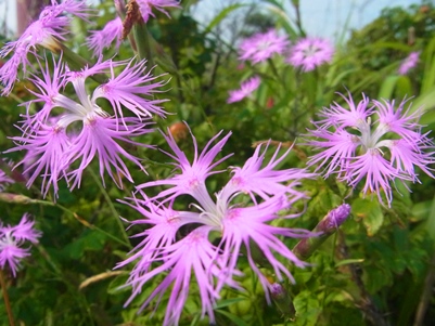 c0204725_11253139.jpg
