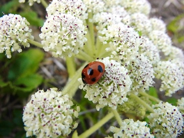 c0204725_1127660.jpg