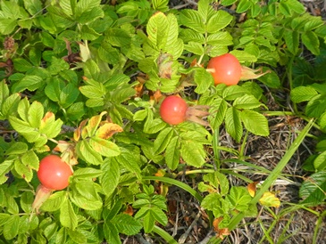 c0204725_11282678.jpg