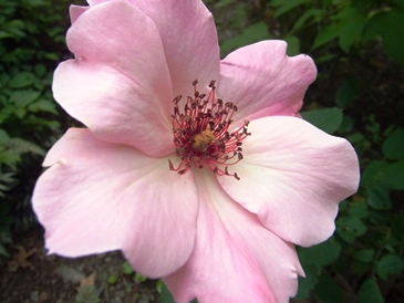 c0204725_1361683.jpg