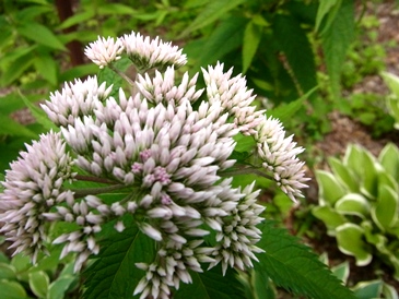 c0204725_1375154.jpg
