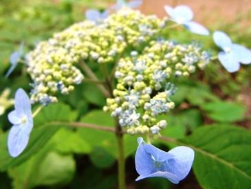 c0204725_1383334.jpg