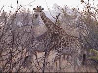 いきなり南アフリカ: サファリとリゾート、贅沢なクルーガー国立公園_d0113429_4233872.jpg