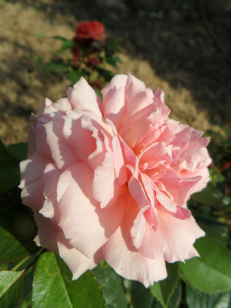 真夏のバラ_f0234936_6401537.jpg
