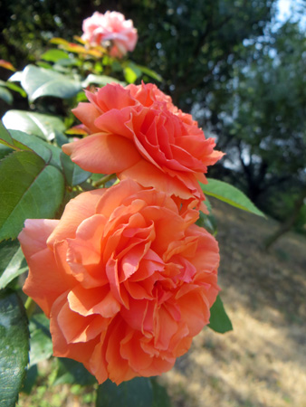 真夏のバラ_f0234936_6405110.jpg