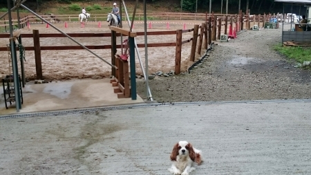 曇りです_e0145441_14334969.jpg
