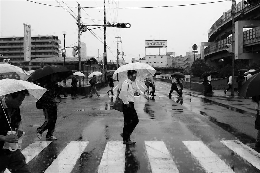 雨がやんだら、一斉にセミの合唱が始まった　～　（　兵庫県　神戸市　）_c0104242_21154645.jpg