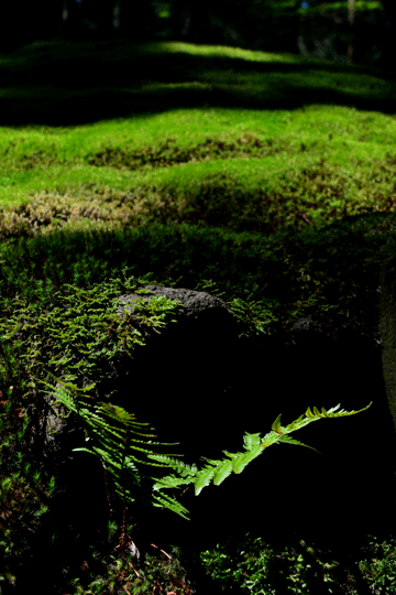 c0093046_8501443.gif