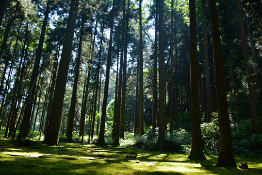 c0093046_8504751.gif