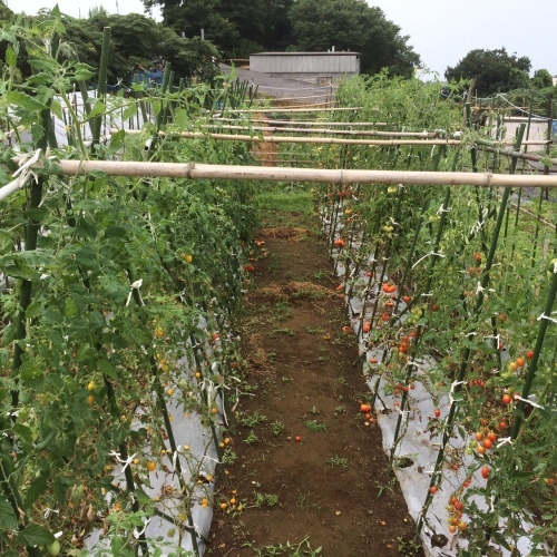 今朝は飯田＆田邉さんの２名　雨の中だったので　お店で収穫物をＵＰしました。_c0222448_13261645.jpg