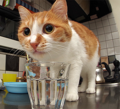 コップで水飲み2_a0028451_19553896.jpg
