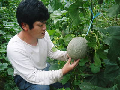 肥後グリーンは熊本限定栽培品種のマスクメロン!シャキシャキとトロットロ~!!2つの食感で楽しめます!_a0254656_18132514.jpg