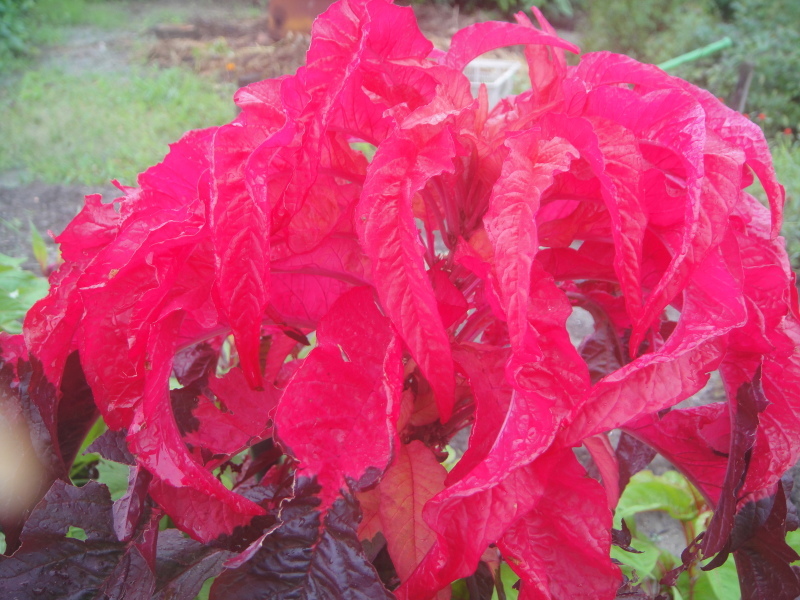 c0108460_09073198.jpg