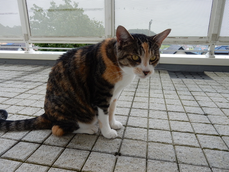 ’15,7,23(木)どうして勝浦が好きかっていうとね!_f0060461_11483076.jpg