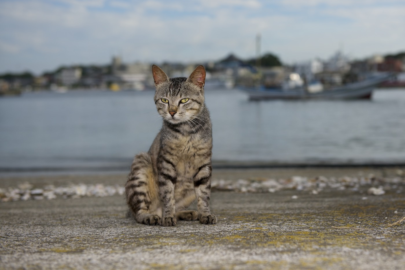 夏ねこ　２_f0011273_2259106.jpg