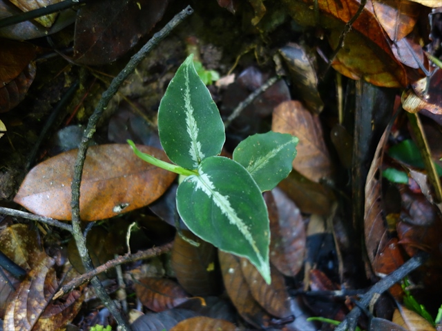 Aglaonema pictum SG from Sibolga timur【AZ0615-1】_a0067578_2114957.jpg