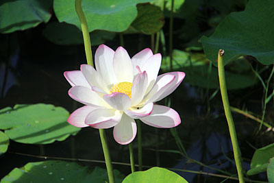 三日目は～「千栗土居公園の蓮の花」_c0152779_1964571.jpg