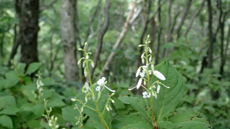 e0024081_13190453.jpg