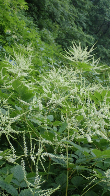 e0024081_13323150.jpg