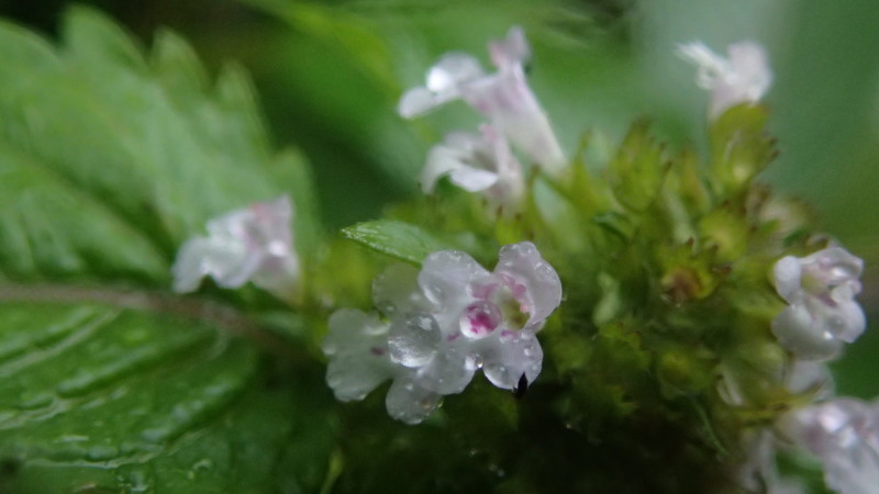 e0024081_13500713.jpg