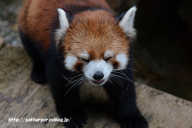 ２０１５年６月　ほぼ毎月とくしま動物園　その２_a0052986_22511364.jpg