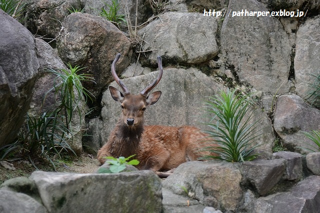 ２０１５年６月　ほぼ毎月とくしま動物園　その２_a0052986_2252043.jpg