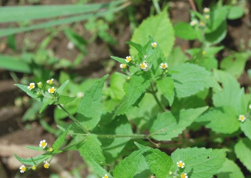 野草の花・３花開花_e0025300_2125913.jpg