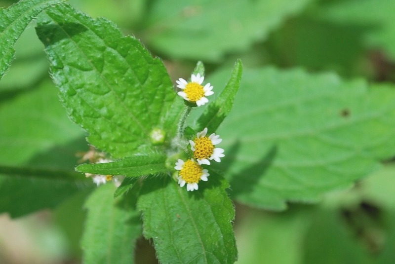 野草の花・３花開花_e0025300_21274617.jpg