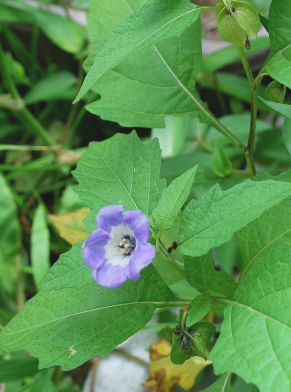 野草の花・３花開花_e0025300_2131299.jpg