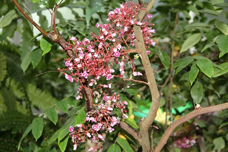 スターフルーツが開花しています♪_c0366802_1313551.jpg