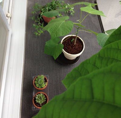 レモンの種から芽がでました 日々の暮らし レモンの種から芽がでました 日々の暮らし