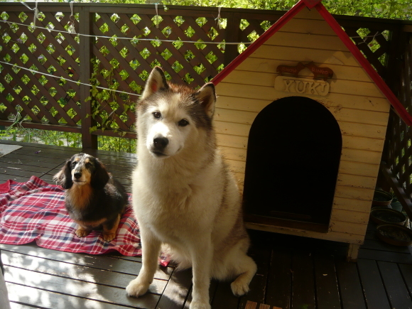 アサリナが犬小屋のいい日陰を作ってくれています。_a0139007_09310085.jpg