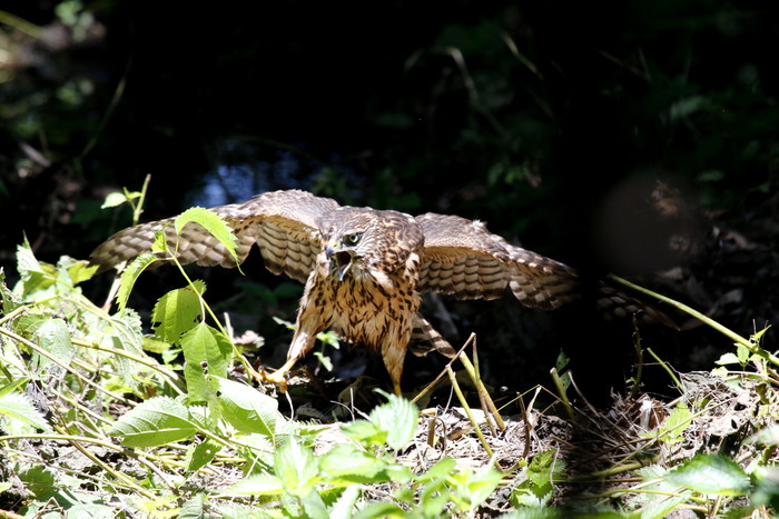 水場でのオオタカ幼鳥、翼を広げた姿を　その２_f0239515_21294879.jpg