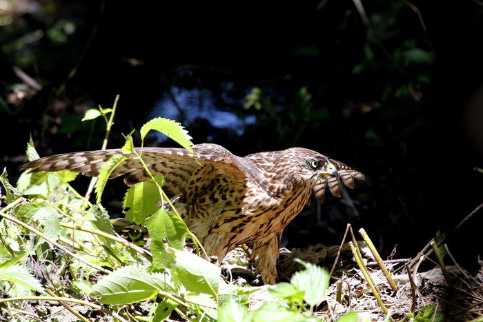 水場でのオオタカ幼鳥、翼を広げた姿を　その２_f0239515_21324798.jpg