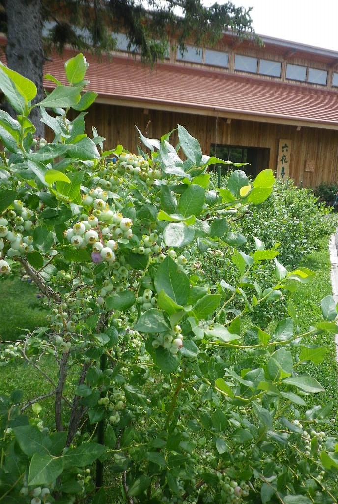 e0052716_10331361.jpg