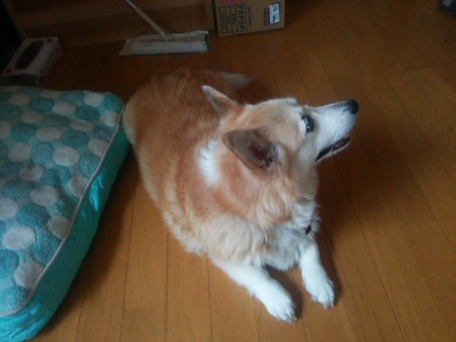 c0150520_15565639.jpg