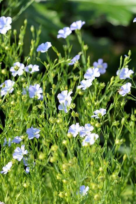 北の森からエゾリスと森の植物_d0098721_2001110.jpg