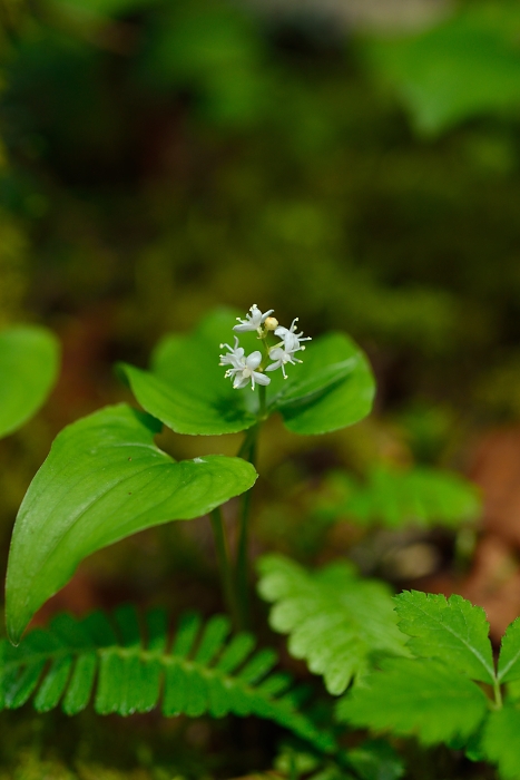 硫黄岳と周辺の花たち・・・4_b0236334_7323588.jpg