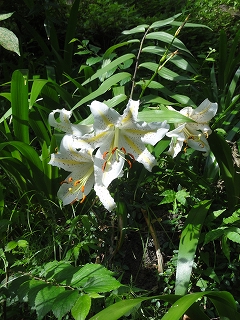 花は百合（7月19日、日）_c0147935_2252821.jpg