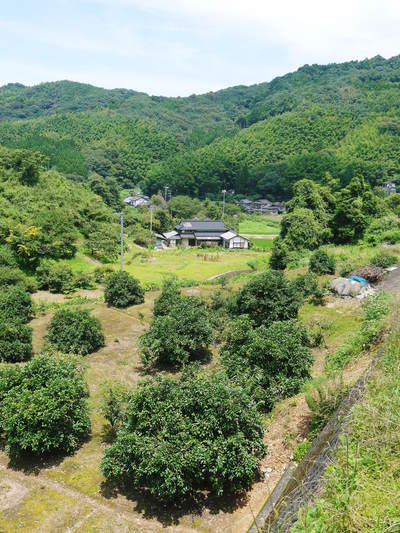 種なしかぼす 平成27年の初出荷は8月18日(予定) 今年も順調に成長中!!_a0254656_17435922.jpg