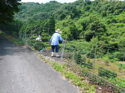 種なしかぼす 平成27年の初出荷は8月18日(予定) 今年も順調に成長中!!_a0254656_17561442.jpg