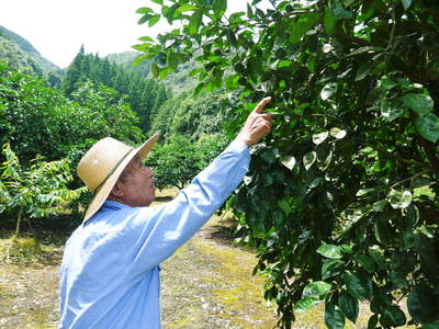 種なしかぼす　平成27年の初出荷は8月18日（予定）　今年も順調に成長中!!_a0254656_18261028.jpg