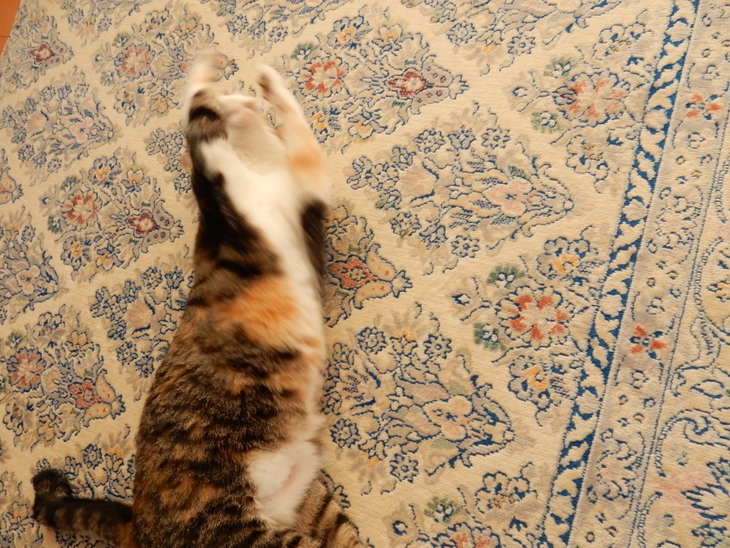 ’15、7,24(金)暑い!暑い!暑い!_f0060461_14105340.jpg